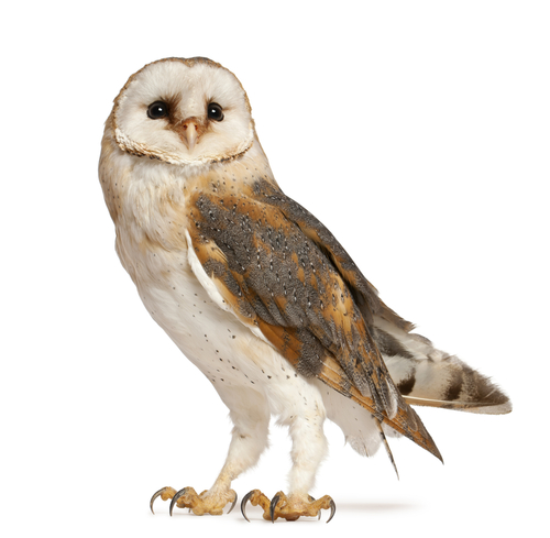 Barn owl